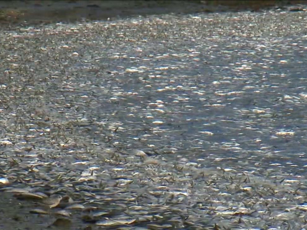 PHOTO: Tens of thousands of dead fish turned up in a Canal in Hampton Bays, New York, on Nov. 14, 2016, according to environmental officials.