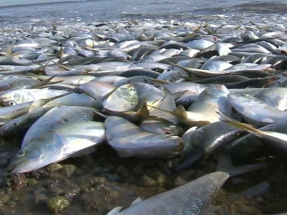 PHOTO: Tens of thousands of dead fish turned up in a Canal in Hampton Bays, New York, on Nov. 14, 2016, according to environmental officials.