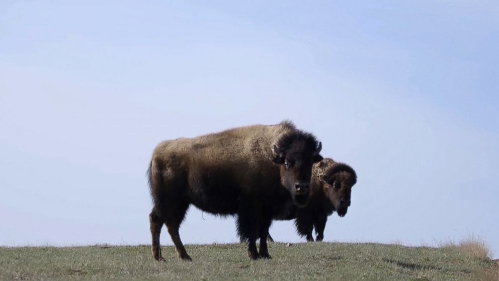 PHOTO: Bison roam near Gillette, Wyo.
