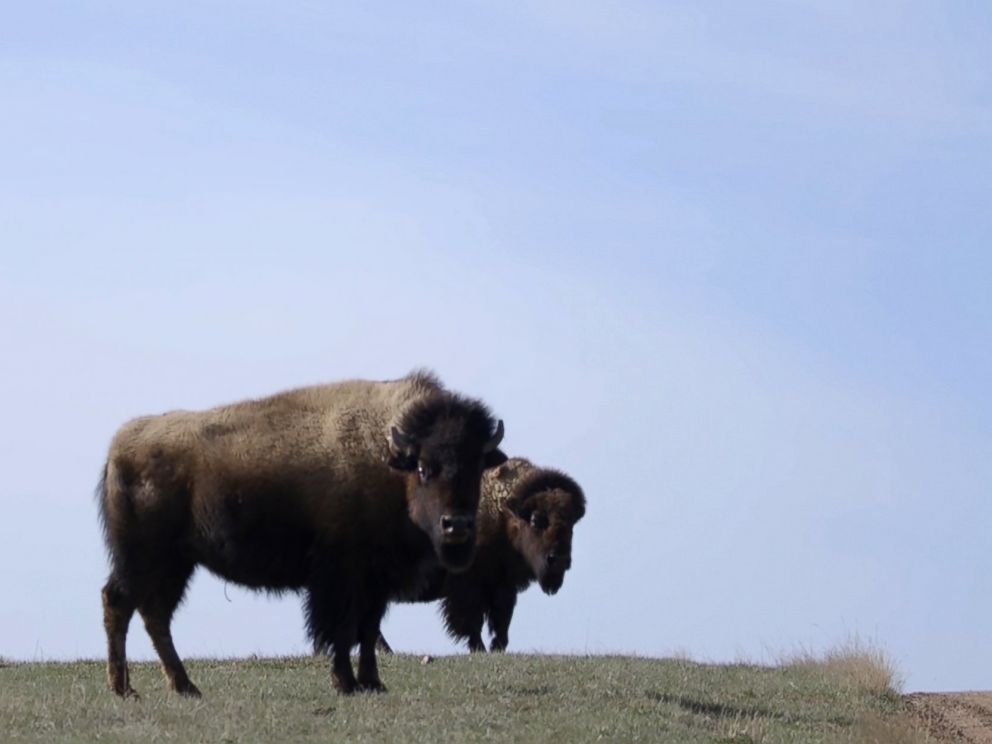 PHOTO: Bison roam near Gillette, Wyo.