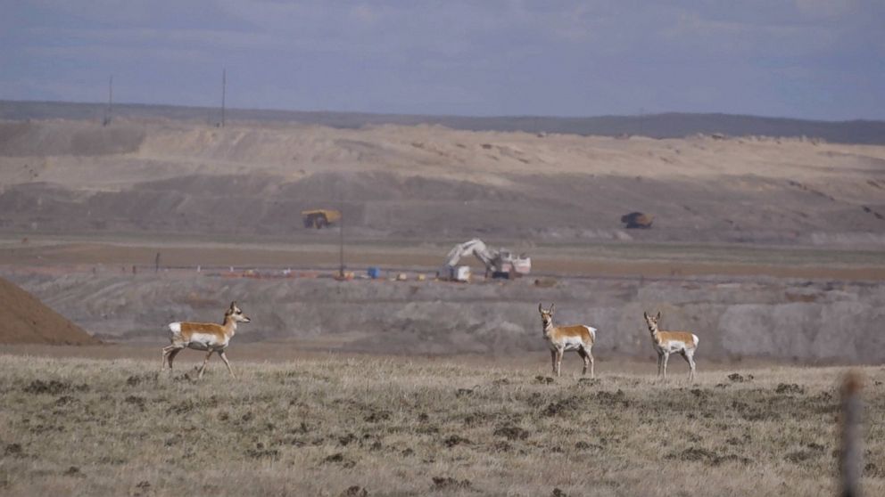 PHOTO: Mining companies are legally required to put the soil back in place after they finish mining in a particular area, and often point to how animals return to the land to graze as proof of the success of that process.