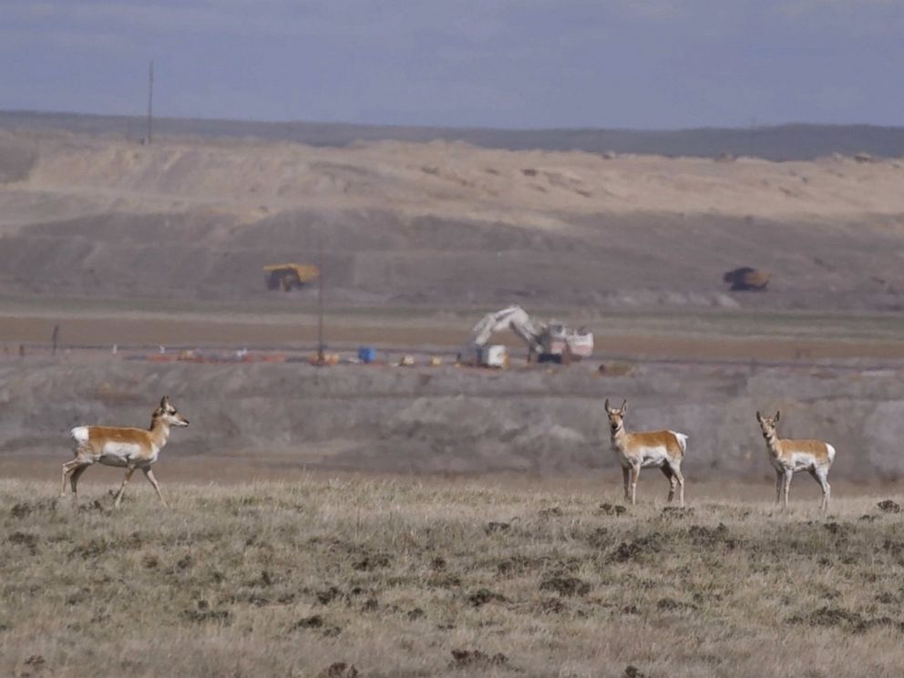 PHOTO: Mining companies are legally required to put the soil back in place after they finish mining in a particular area, and often point to how animals return to the land to graze as proof of the success of that process.