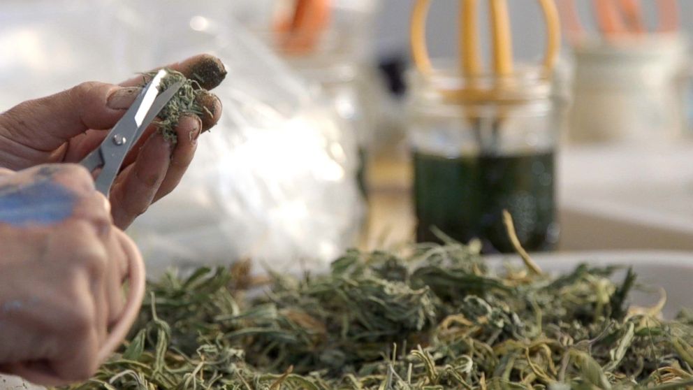 PHOTO: A cannabis trimmer works to cut marijuana in Northern California, October 2016. 