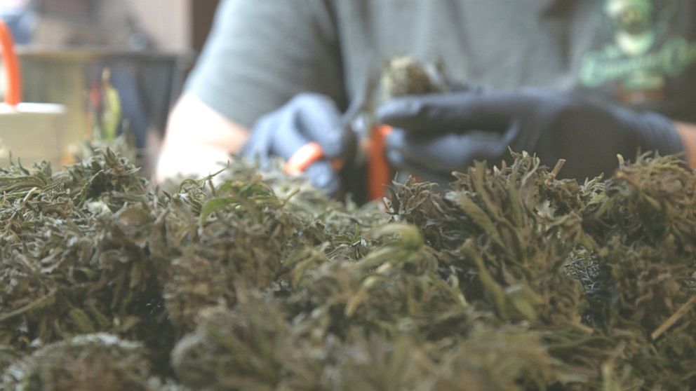 PHOTO: A cannabis trimmer cuts weed in Northern California, October 2016