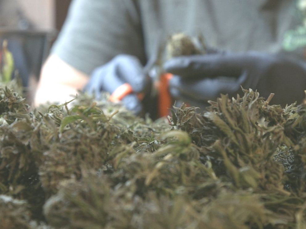 PHOTO: A cannabis trimmer cuts weed in Northern California, October 2016