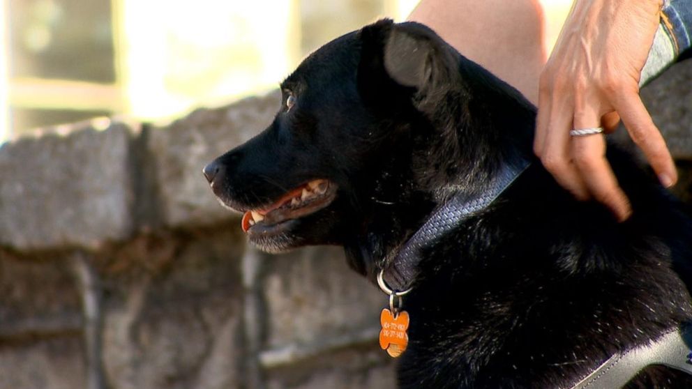 Emotional support sale dog frontier airlines