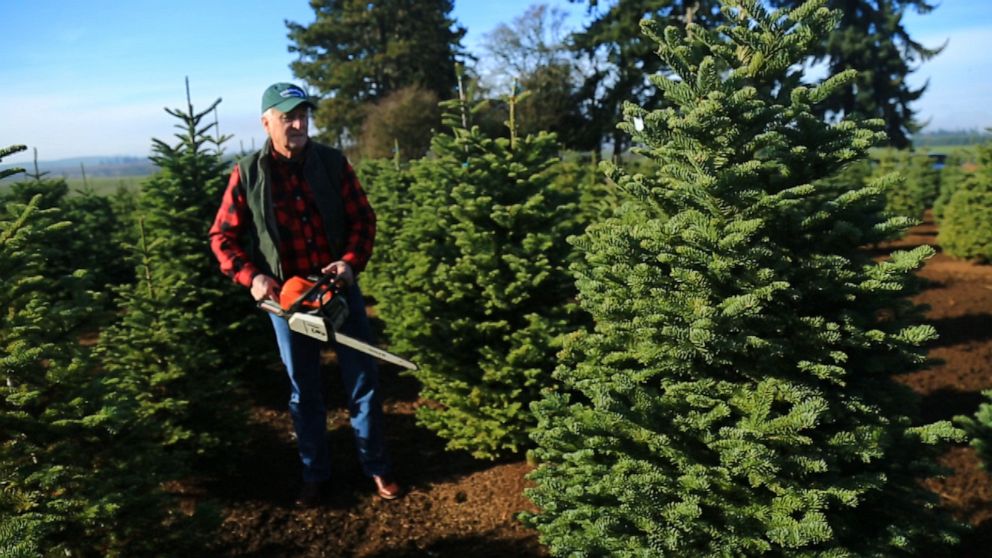 Christmas tree farmers prepare for bigger crowds, more demand this holiday season