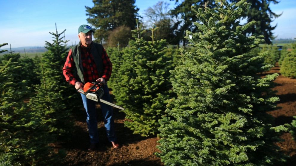 Christmas tree farmers prepare for bigger crowds, more demand this ...