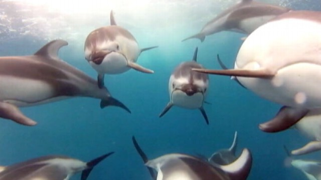 Pod of Dolphins Seen Up Close in Underwater Video Video - ABC News