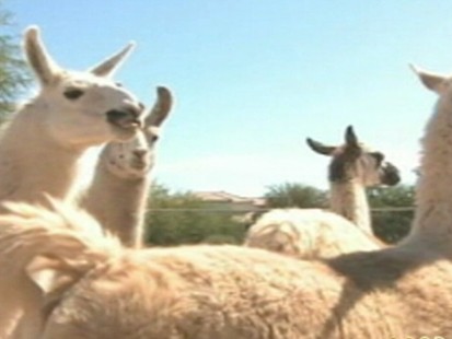 VIDEO: An Arizona woman rescues abandoned llamas from across the southwest.