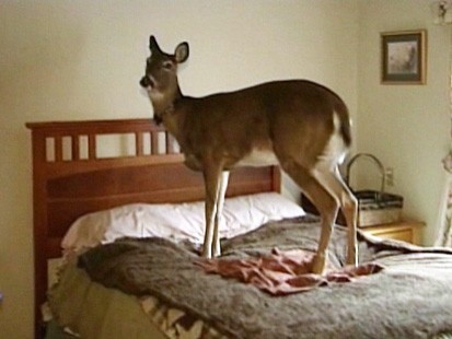 VIDEO: Family has a pet deer