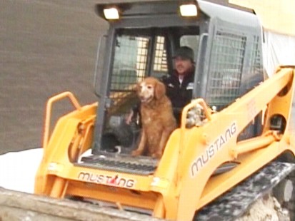 Video: Construction company says pooch isnt on the pay role but has a job for life.