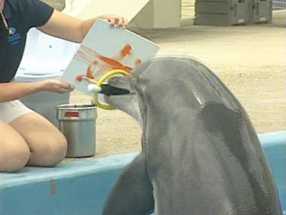VIDEO: A dolphin paints at the Texas State Aquarium.