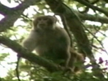 Video: Florida police try to capture loose monkey.