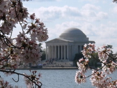 VIDEO: A closer look at the National Cherry Blossom Festival in Washington, D.C.