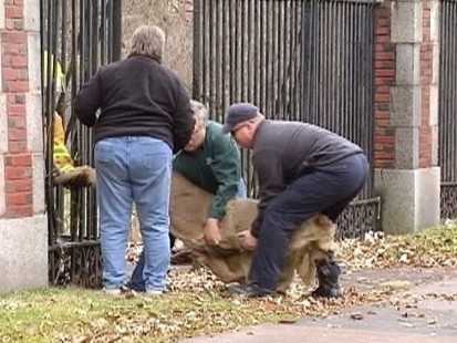 Video: Deer stuck in between two railings rescued.