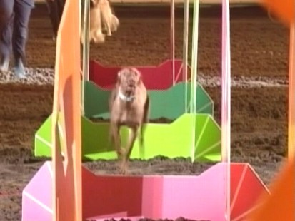 Video: Dogs compete at the National Western Stock Show in Denver.
