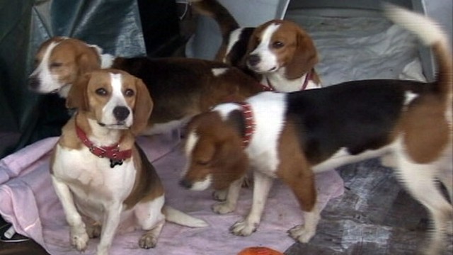 beagles rescued from lab