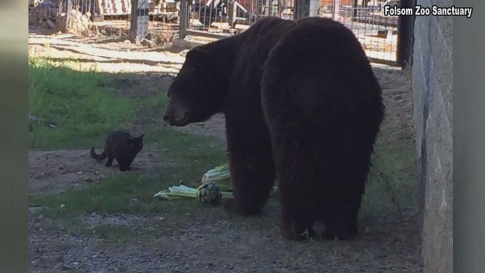 Cat and Bear Form an Unlikely Friendship, and Attraction, at California Zoo  - ABC News