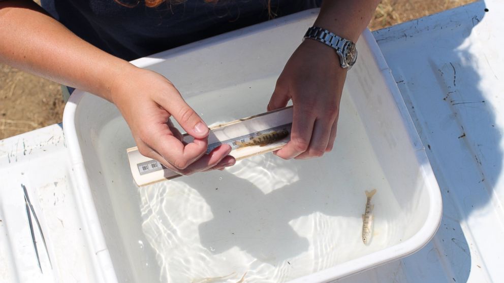 PHOTO: California's Department of Fish and Wildlife officials measure a baby Coho salmon.