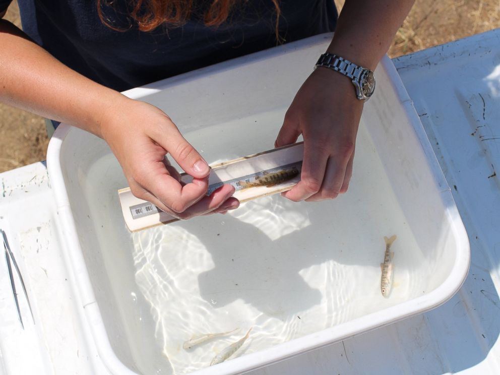 PHOTO: Californias Department of Fish and Wildlife officials measure a baby Coho salmon.