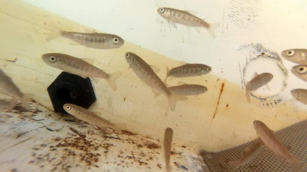 PHOTO: Photo shows baby Coho salmon, collected by California's Department of Fish and Wildlife.