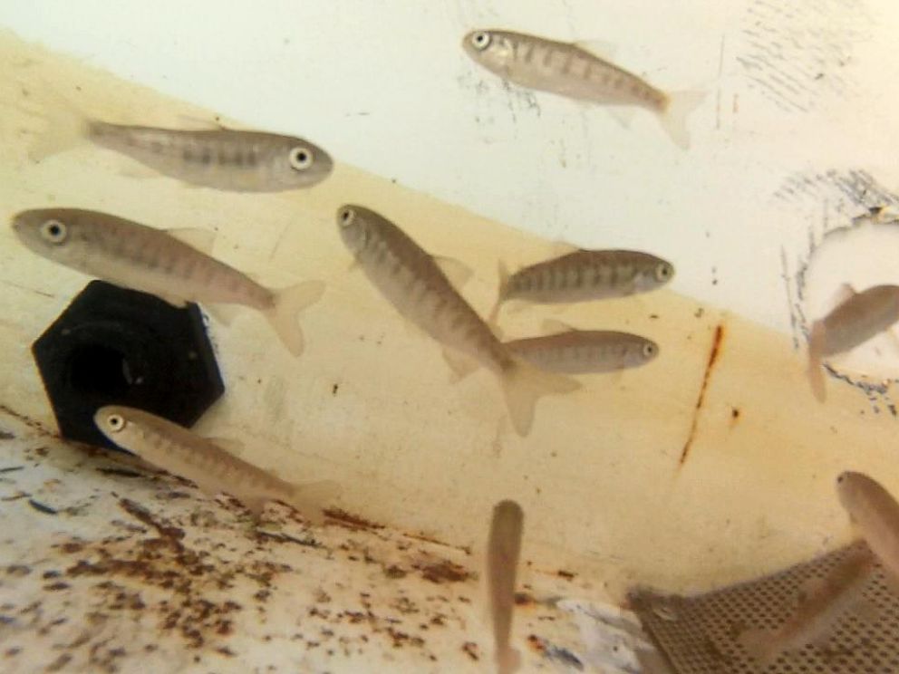 PHOTO: Photo shows baby Coho salmon, collected by Californias Department of Fish and Wildlife.