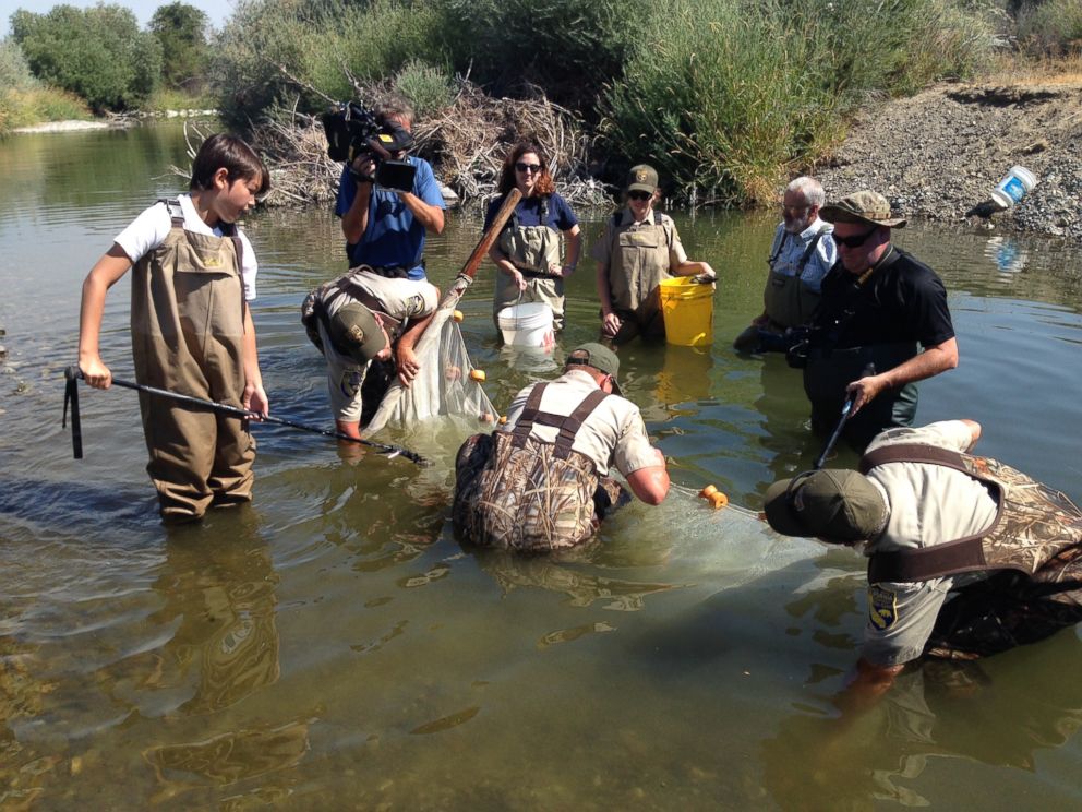 PHOTO: When the water level drops out, many fish become trapped in small bodies of shallow water that can heat up to dangerous levels.