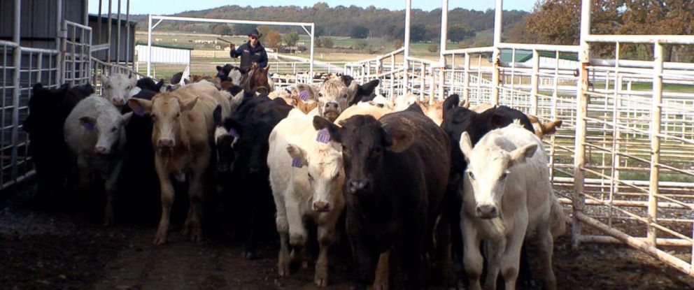 In New Wild West, Cops Chase Outlaws Stealing Cattle for Meth Money ...