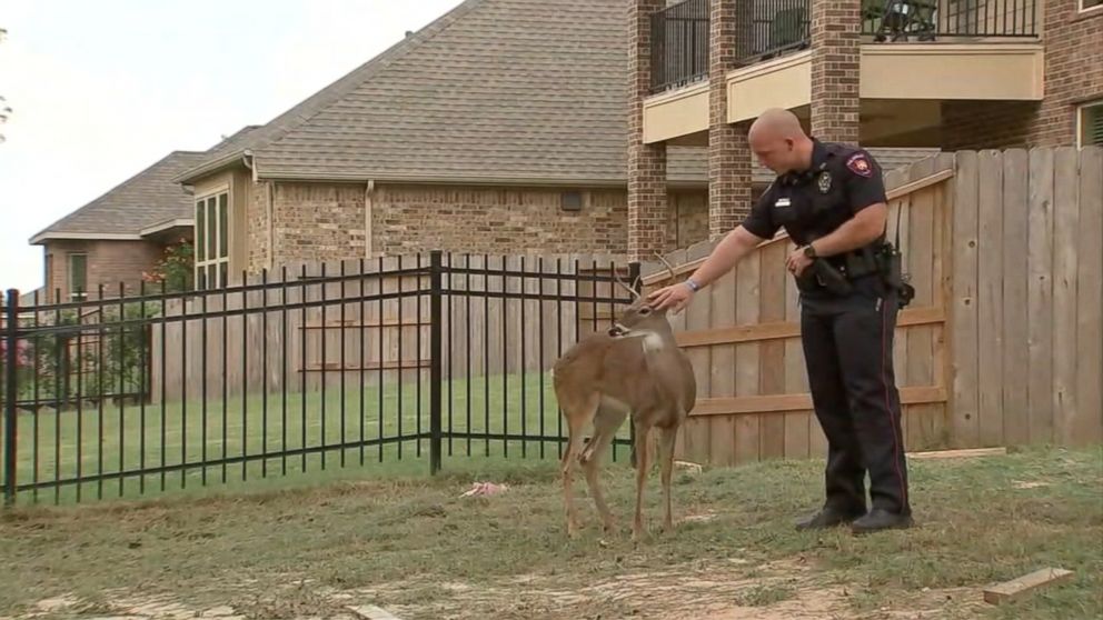 PHOTO: A deer found tied up behind a house under construction in Fulshear, Texas, on Oct. 18, 2016, has been freed and moved to a preserve. 