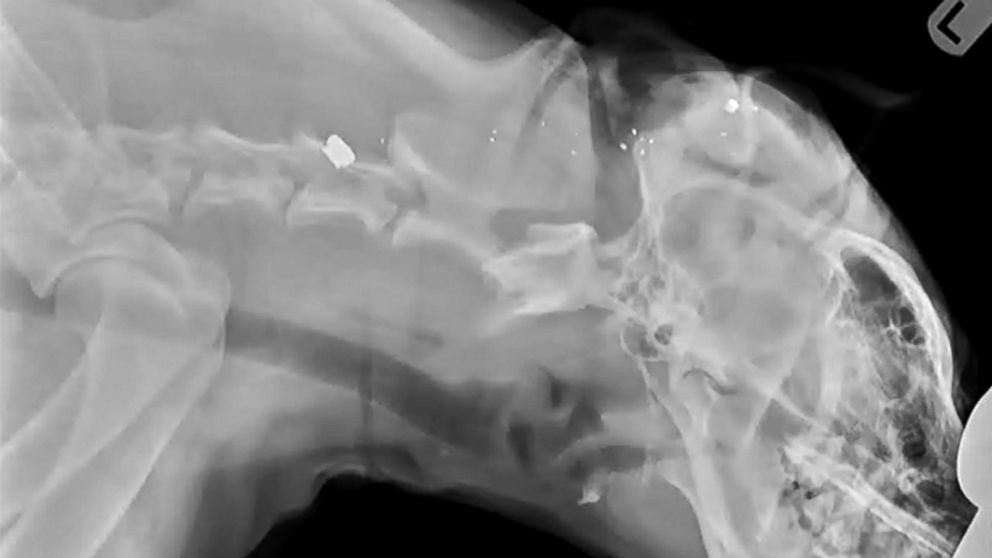 PHOTO: An x-ray of Chris Watson's dog, Anubis, who sustained a gunshot wound during a home burglary on Oct. 5, 2015.