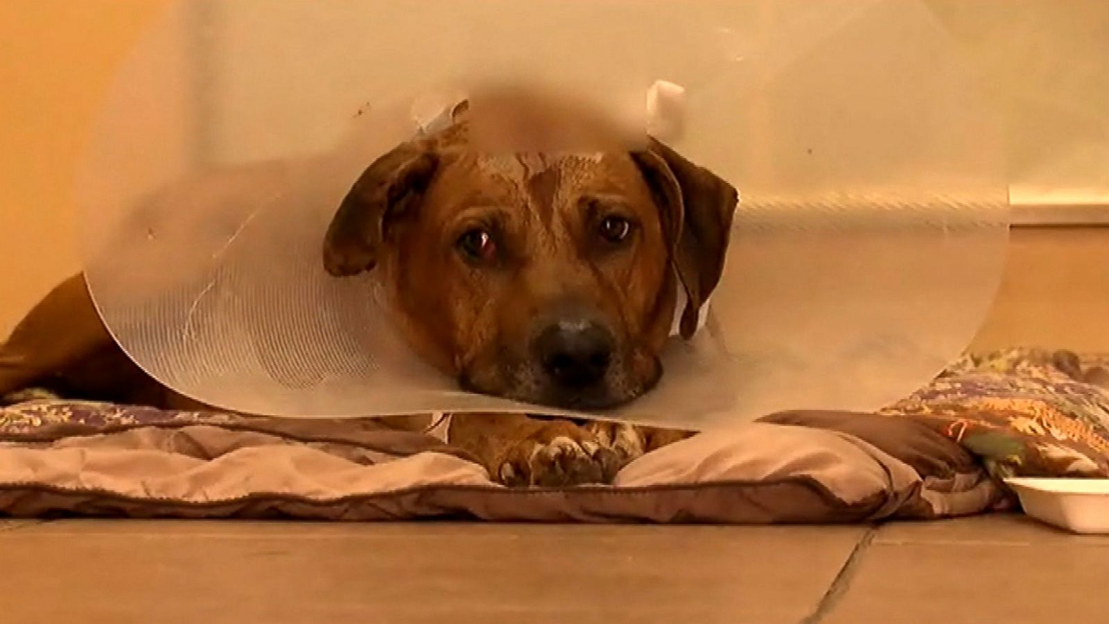 Nevada dog shot in chest, makes remarkable recovery