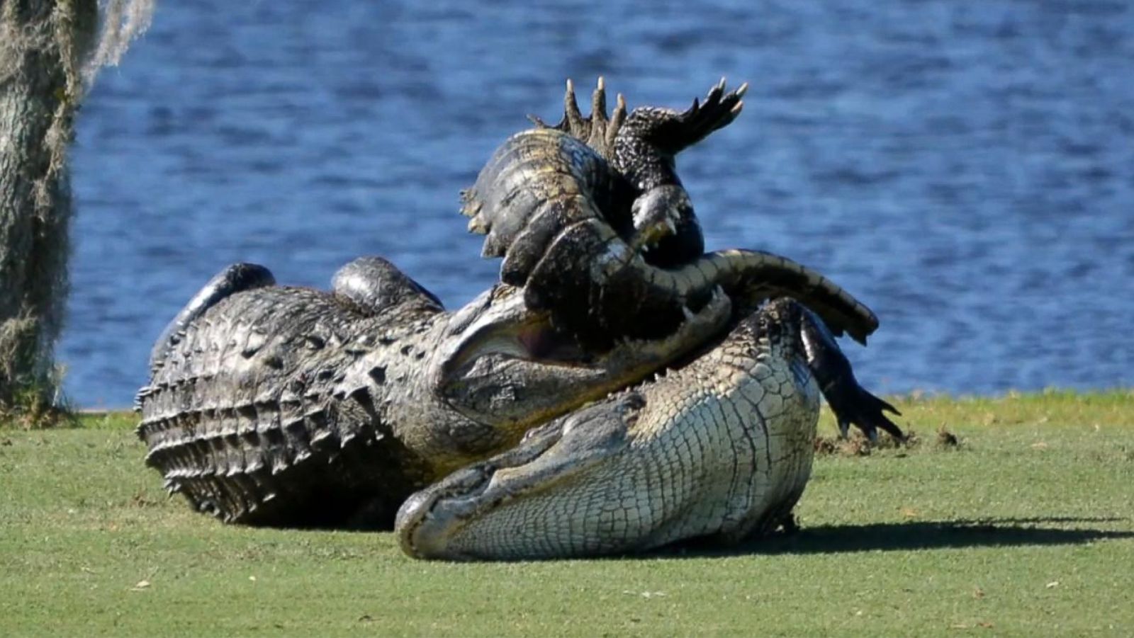 Goliath the Gator' Stalks Another Gator Before Tackling Him - ABC News