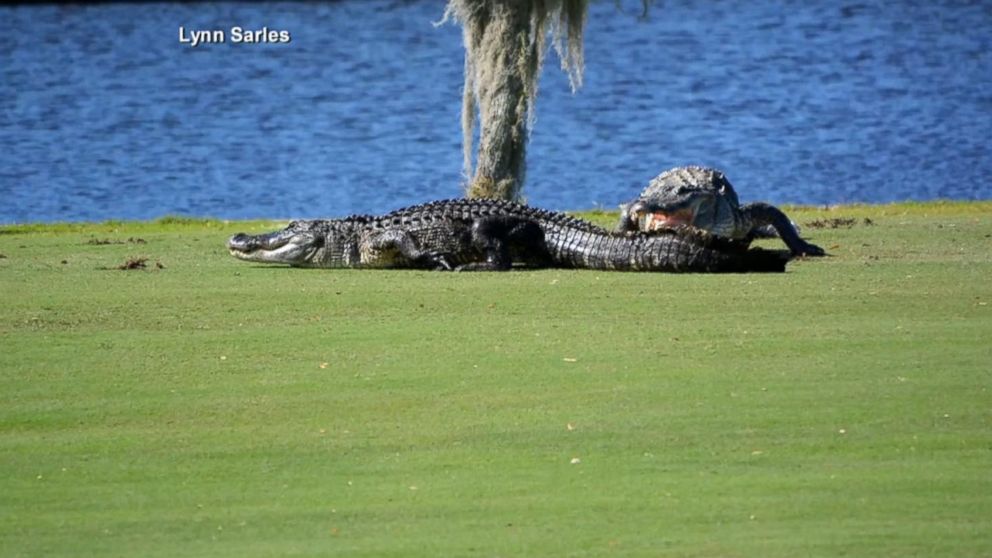 PHOTO: A mammoth gator known as "Goliath" stalked before fighting another gator at Myakka Pines Golf Club in Englewood. Fla. on Nov. 28. 2015.