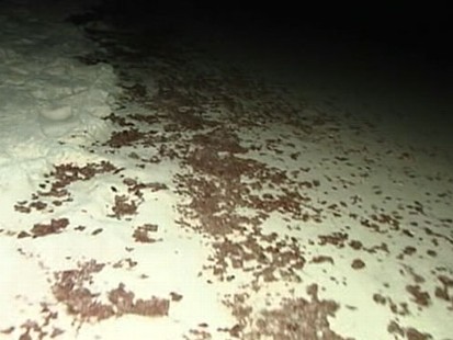 Oil Meets Gulfs Sandy Shores