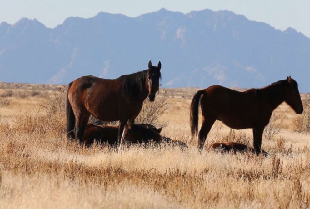 Wild horses are seen here in the American West.