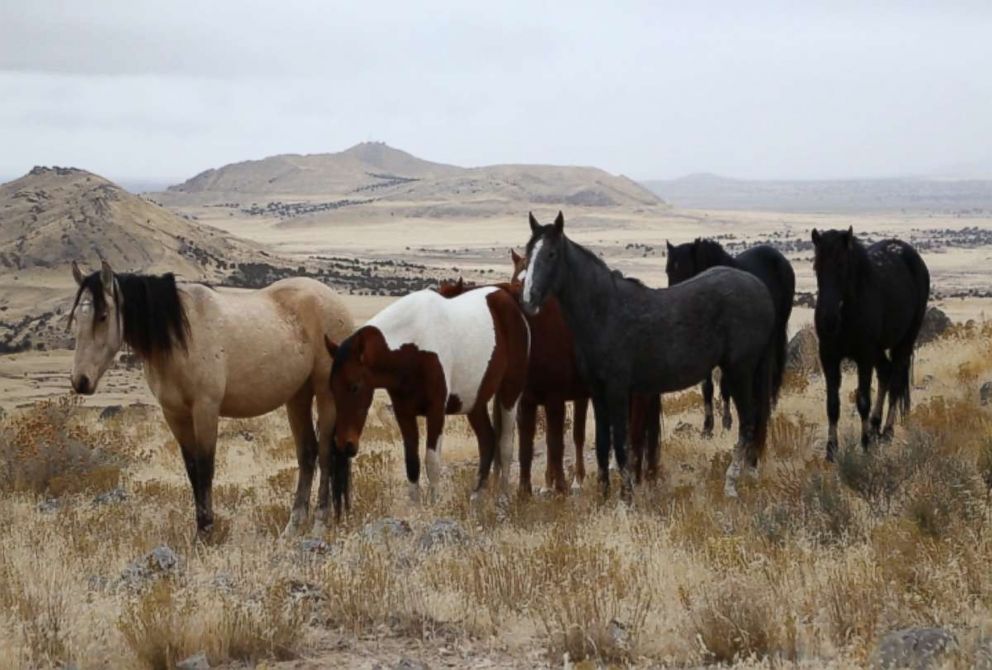Wild horses are seen here in the American West.