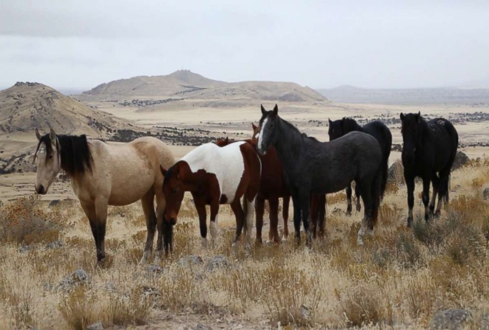 wild horses usa