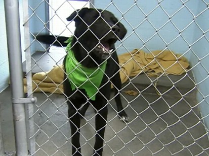 Video: Are big black dogs discriminated against?