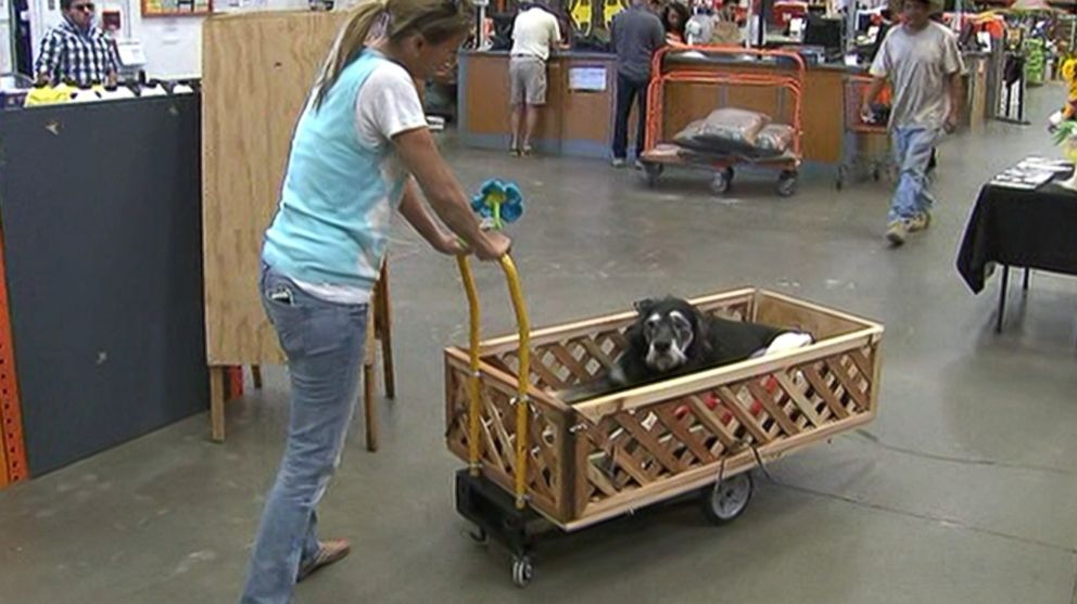 PHOTO: Ike is seen in a cart that was custom-built by two Home Depot employees. 