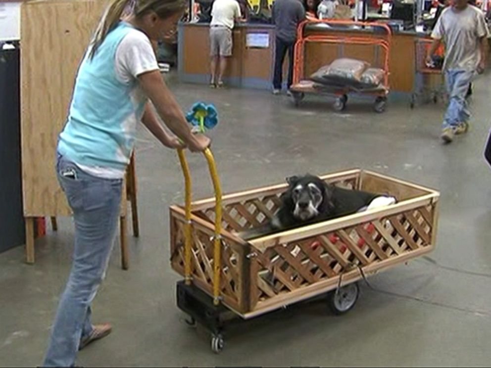 PHOTO: Ike is seen in a cart that was custom-built by two Home Depot employees.
