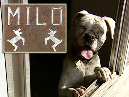 VIDEO: Pet sanctuary in California cares for thousands of dogs.