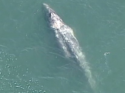 Video: Lost whale in a San Diego Bay.