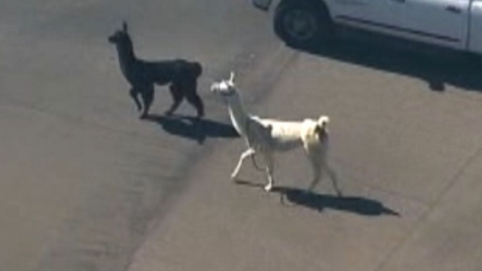 Llamas were on the loose in Sun City, Ariz., Feb. 26, 2015. 