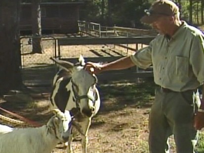 VIDEO: Art Colyer describes his pets encounter with a mountain lion.