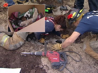 Video: 10 puppies pulled from Tulsa storm drain.