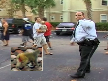 Video: Wild monkey able to elude capture by police.