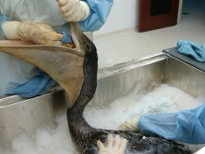 Video: Group stands by to help clean birds endangered by oil.