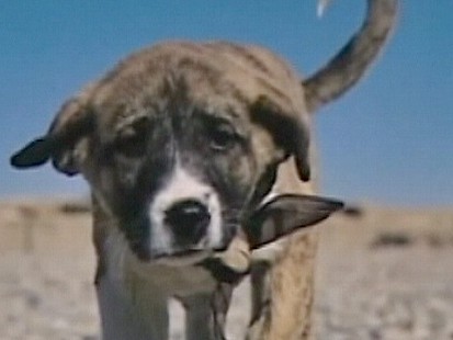 VIDEO: Soldier Smuggles Dog Home
