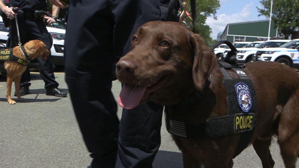 PHOTO: Some NYPD bomb sniffing dogs are specially trained to detect suicide vests or bombs on the move.